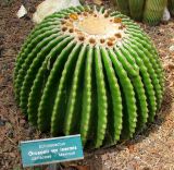 Echinocactus разновидность inermis