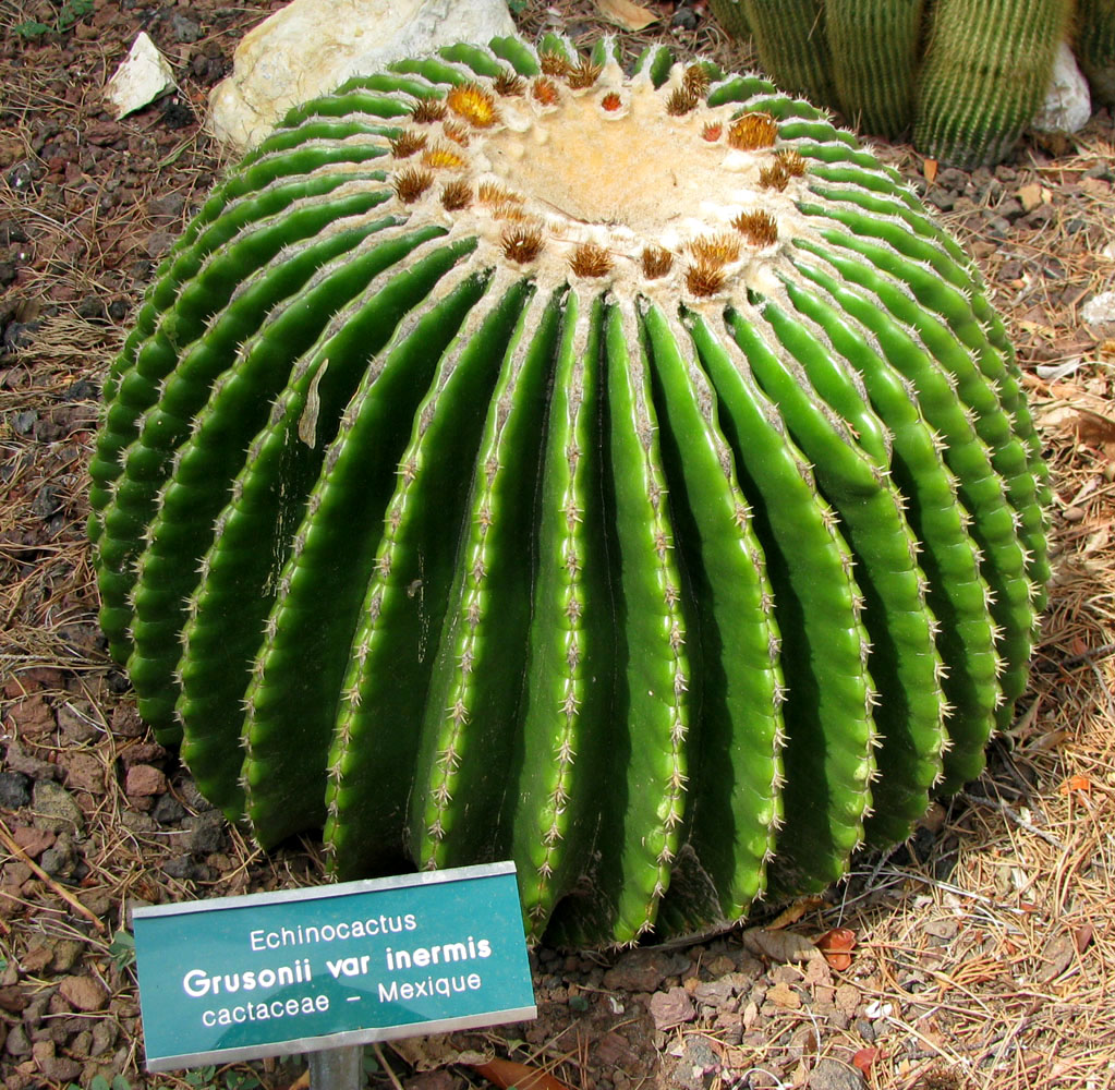 Image of Echinocactus grusonii var. inermis specimen.