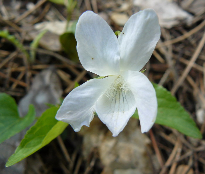 Изображение особи Viola sieheana.