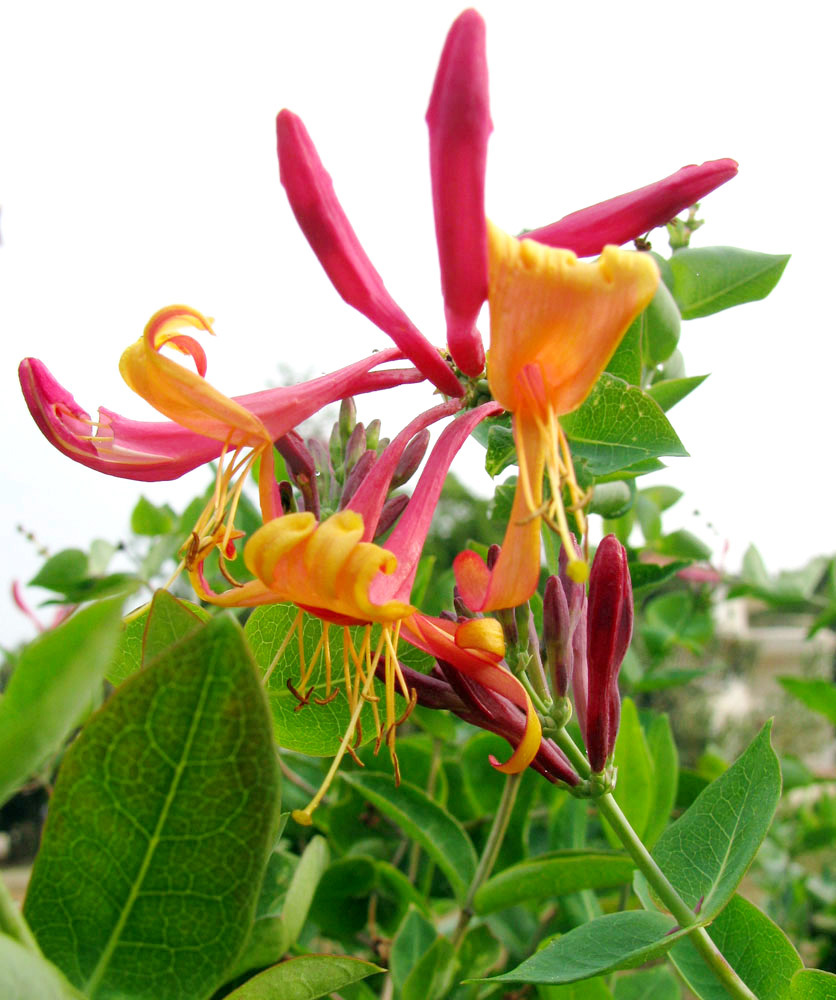 Image of Lonicera &times; heckrottii specimen.