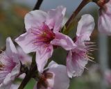 Persica vulgaris var. nectarina