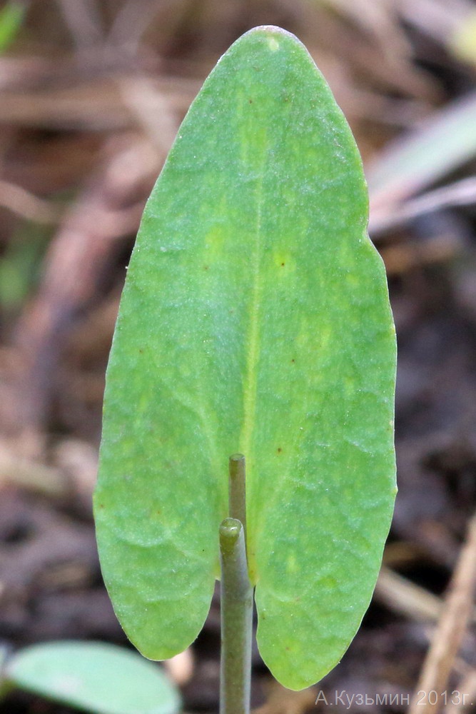 Image of Microthlaspi perfoliatum specimen.