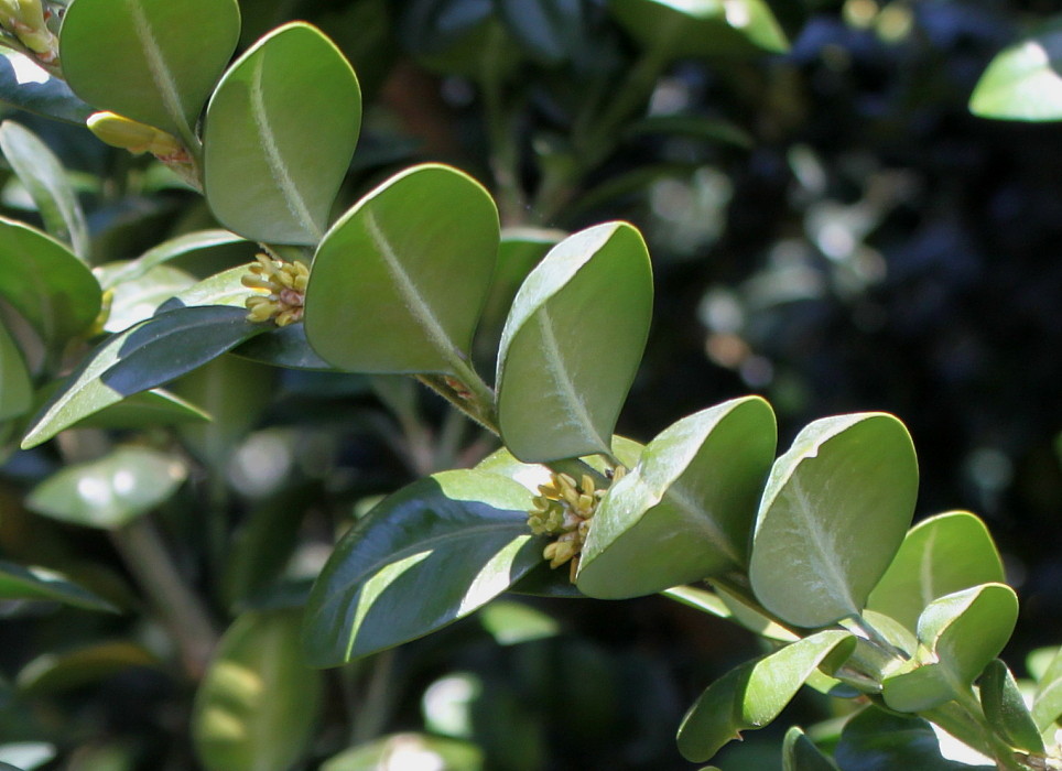 Image of Buxus sempervirens specimen.