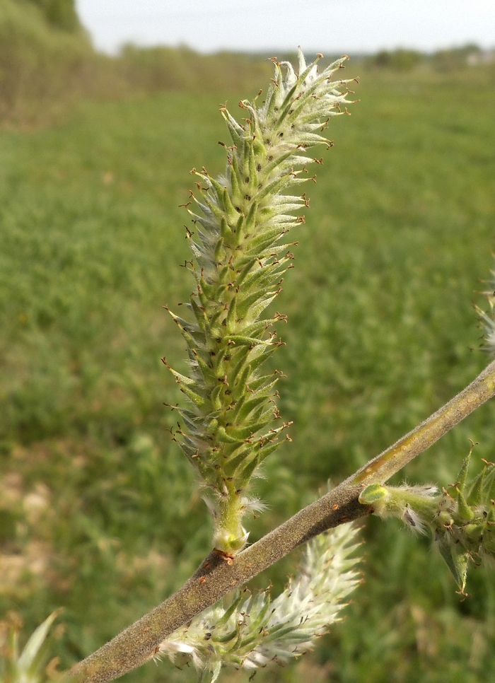 Image of Salix gmelinii specimen.