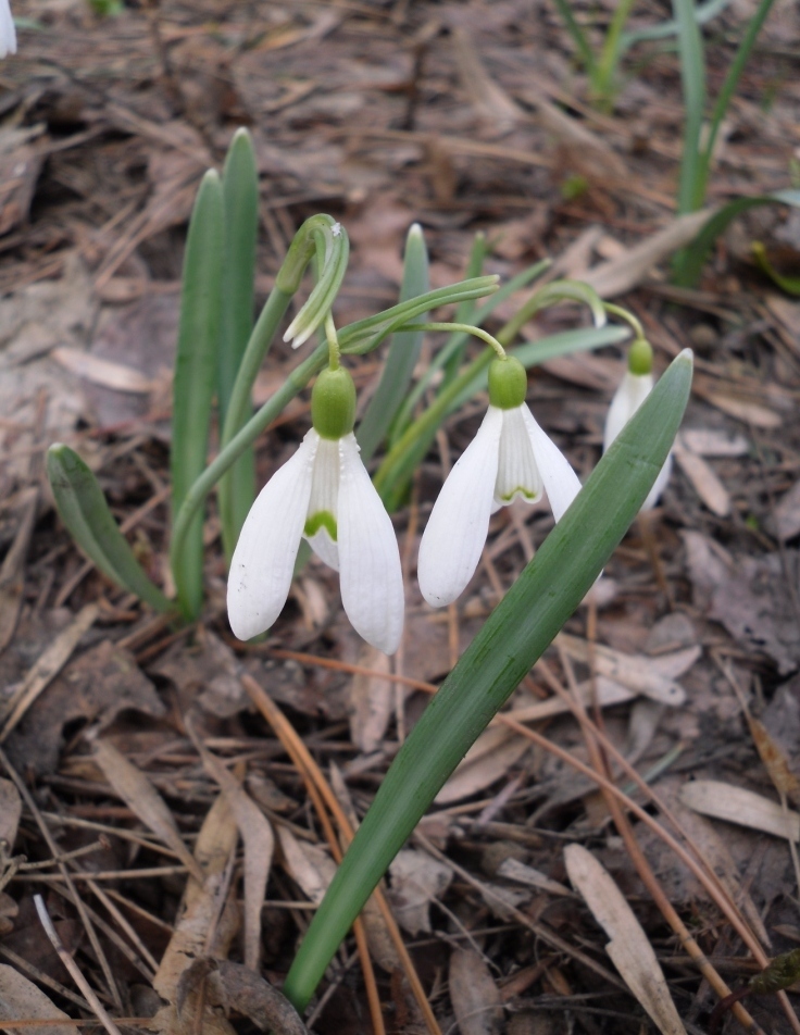 Image of Galanthus nivalis specimen.