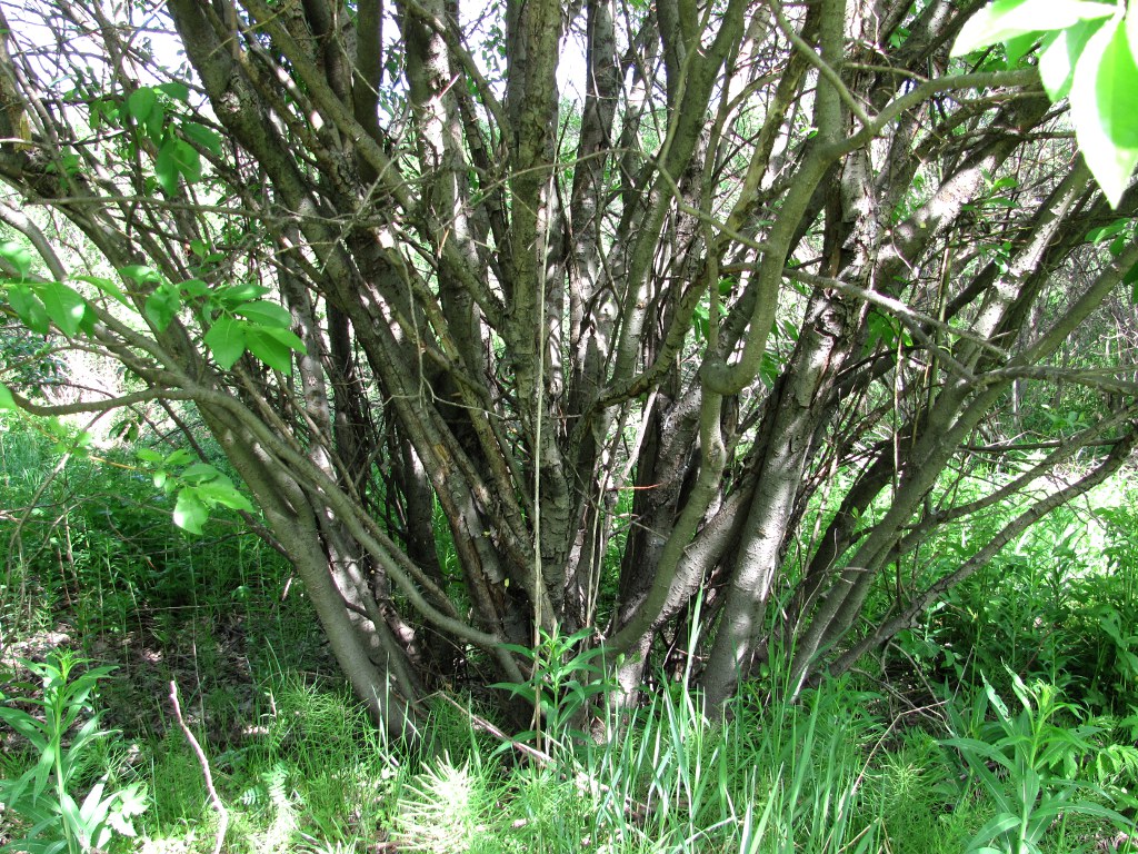 Image of Salix myrsinifolia specimen.