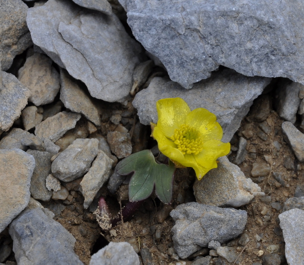 Image of Ranunculus brevifolius specimen.