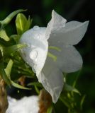 Campanula persicifolia. Цветок (белая форма) в каплях росы. Подмосковье, г. Одинцово, клумба. Июль 2013 г.