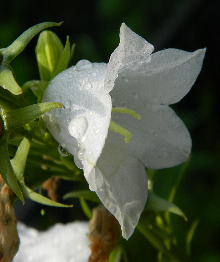 Image of Campanula persicifolia specimen.