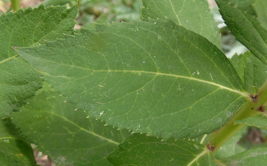 Image of Platycodon grandiflorus specimen.