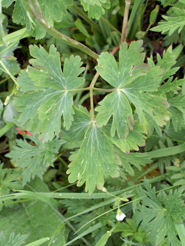 Image of Aquilegia atrovinosa specimen.