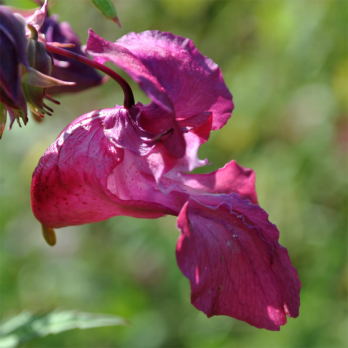 Изображение особи Impatiens glandulifera.