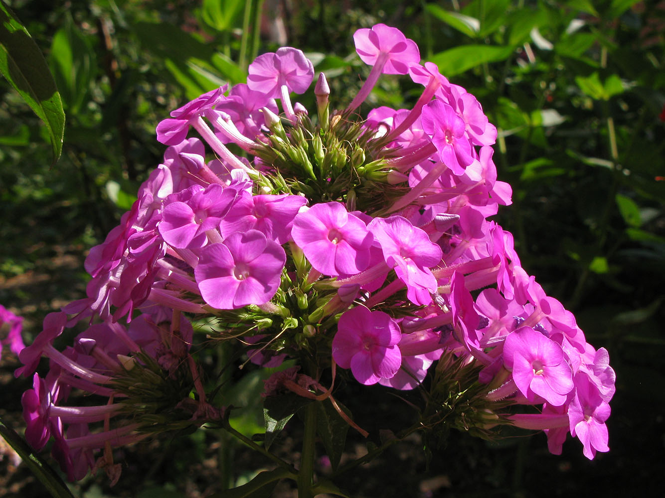 Image of Phlox paniculata specimen.