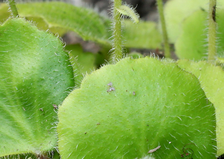 Image of Saxifraga hirsuta specimen.