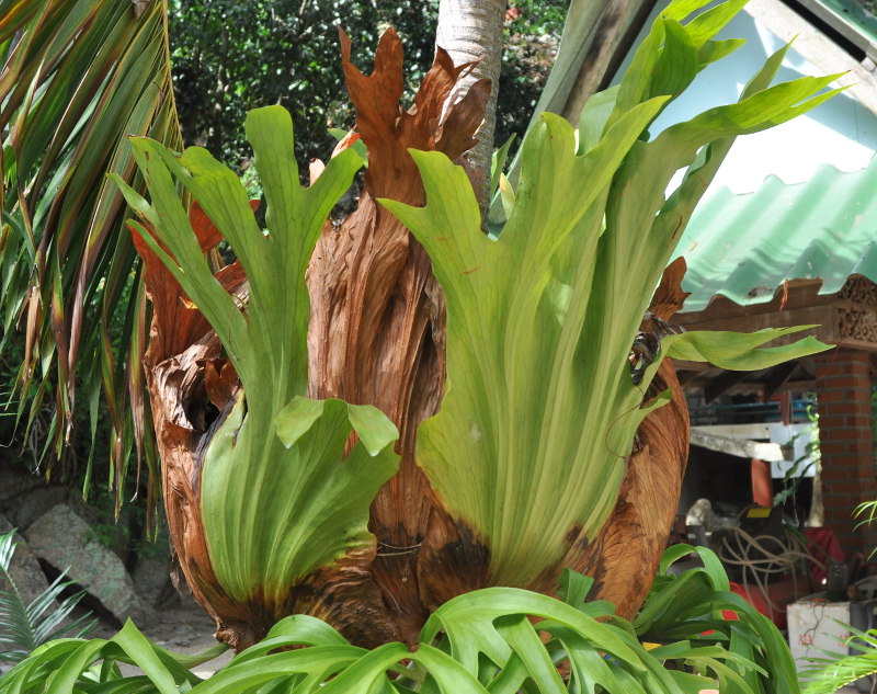 Image of Platycerium coronarium specimen.