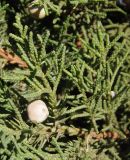 Juniperus chinensis. Часть веточки с шишкоягодой. Украина, г. Запорожье, Детская железная дорога, насаждения перед зданием в котором расположены аквариум и террариум. 20.10.2013.