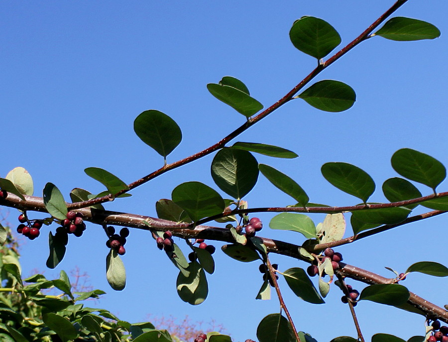 Изображение особи род Cotoneaster.