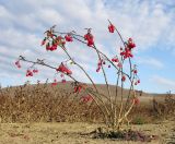 Solanum kitagawae. Плодоносящее растение на песчаном дне высохшего водоёма. Краснодарский край, Крымский р-н, Неберджаевское вдхр. 23.11.2013.