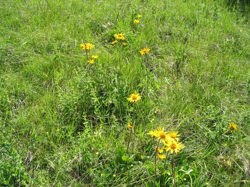 Image of Arnica montana specimen.