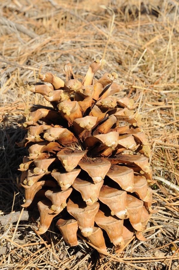 Image of Pinus sabiniana specimen.