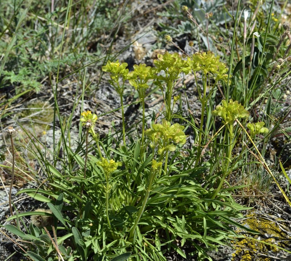 Image of Patrinia sibirica specimen.