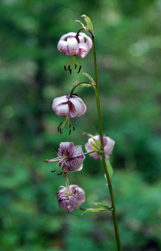 Image of Lilium pilosiusculum specimen.