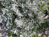 Artemisia stelleriana