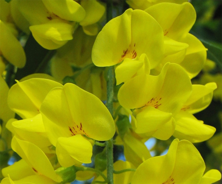 Image of Laburnum anagyroides specimen.