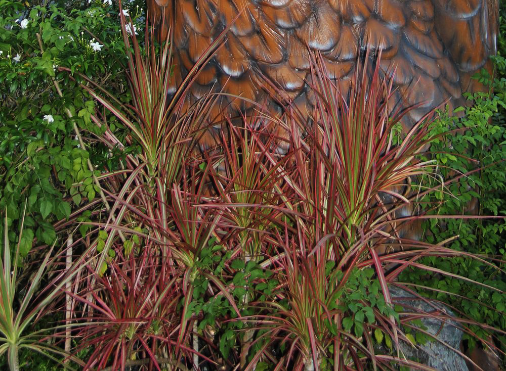 Image of Dracaena marginata specimen.