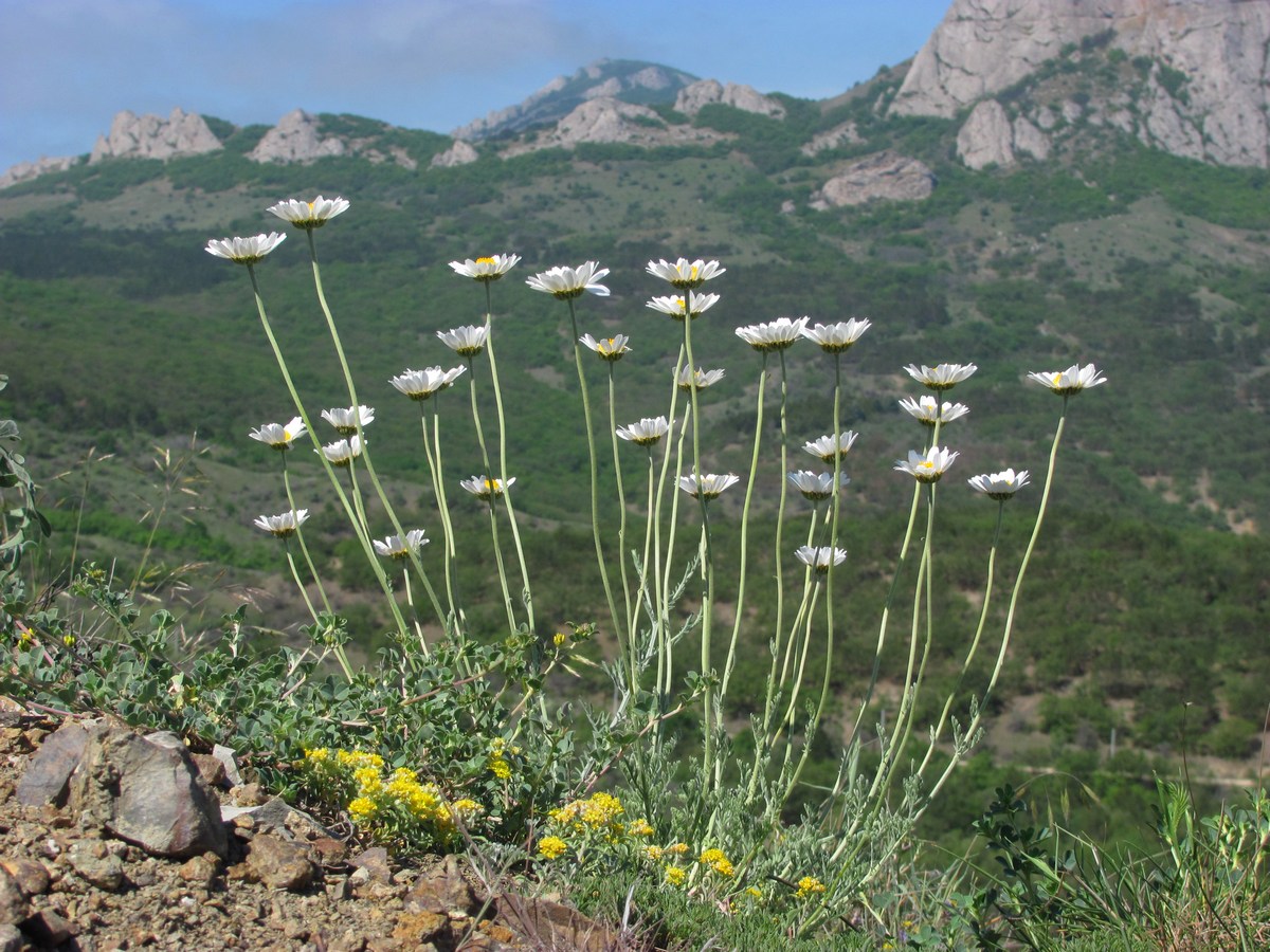 Image of Anthemis tranzscheliana specimen.