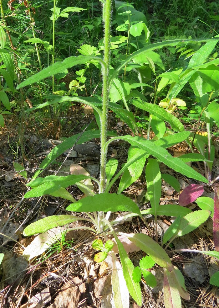 Image of Campanula cervicaria specimen.