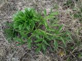 Archangelica officinalis. Прикорневая розетка листьев в начале вегетации. Кольский п-ов, Восточный Мурман, Дальние Зеленцы. 12.06.2014.