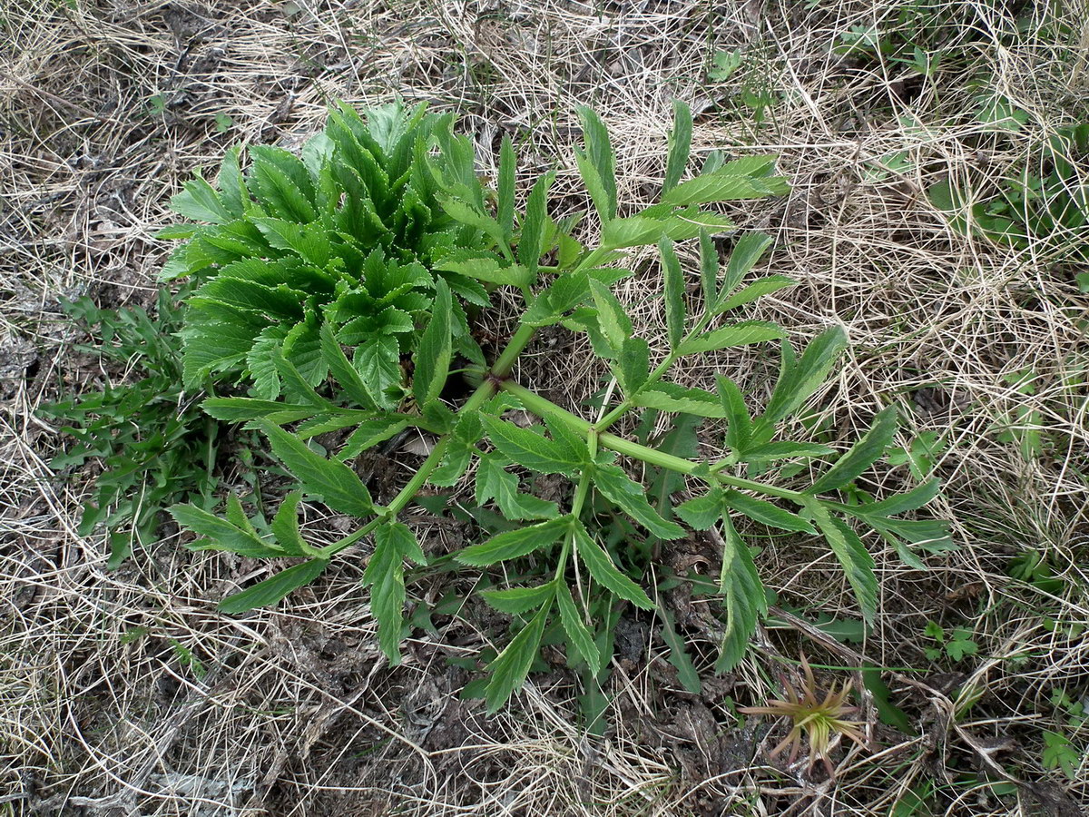 Image of Archangelica officinalis specimen.