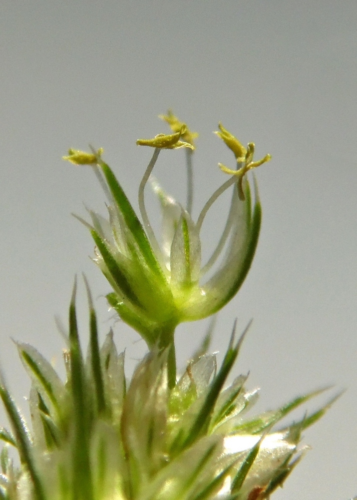 Image of Amaranthus retroflexus specimen.