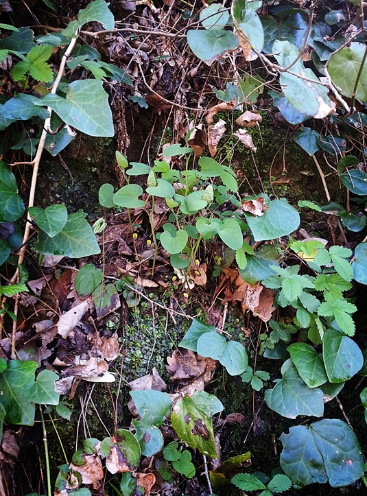 Image of Aristolochia steupii specimen.