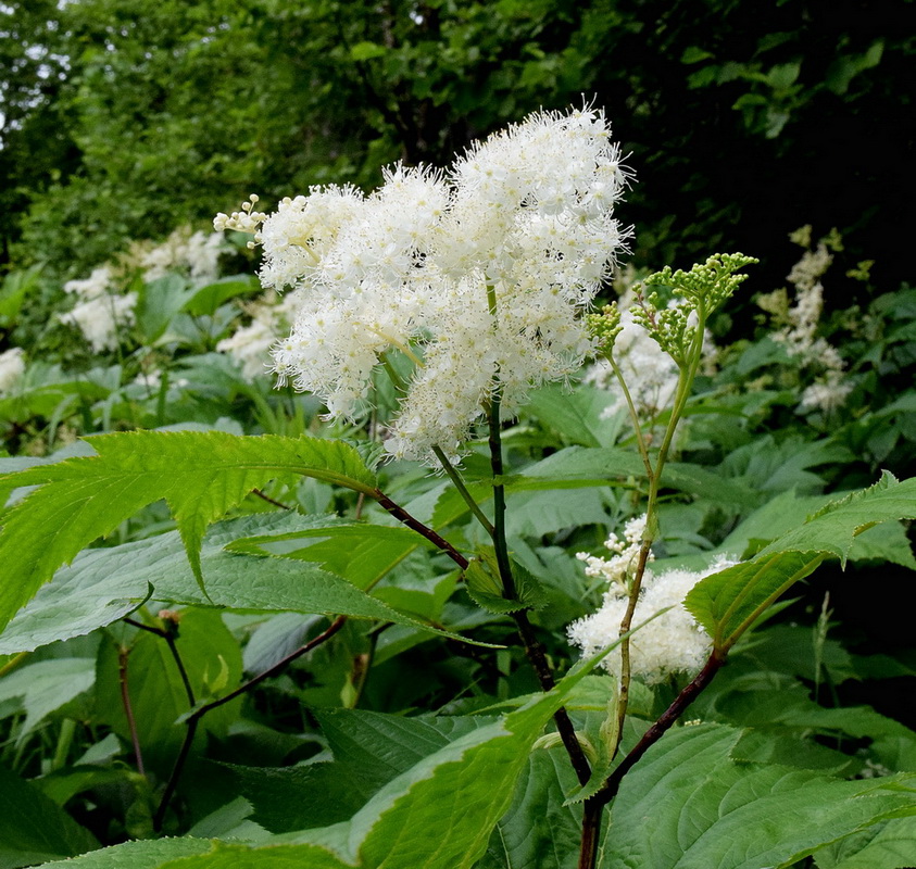 Изображение особи Filipendula camtschatica.