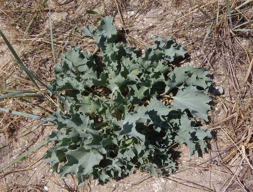 Изображение особи Eryngium maritimum.