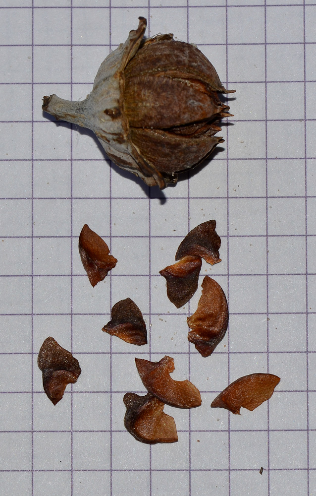 Image of Lagerstroemia speciosa specimen.