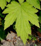 Anemone hupehensis