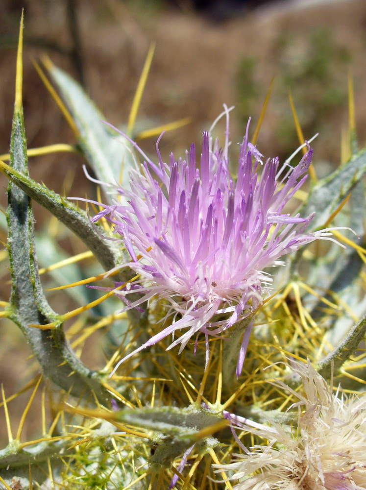 Image of Picnomon acarna specimen.