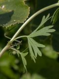 Geranium pusillum. Часть побега (видна нижняя поверхность листьев). Белоруссия, Витебская обл., пос. Езерище, сорное в огороде. 26.08.2014.