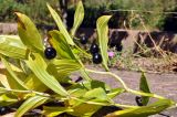 Disporum smilacinum