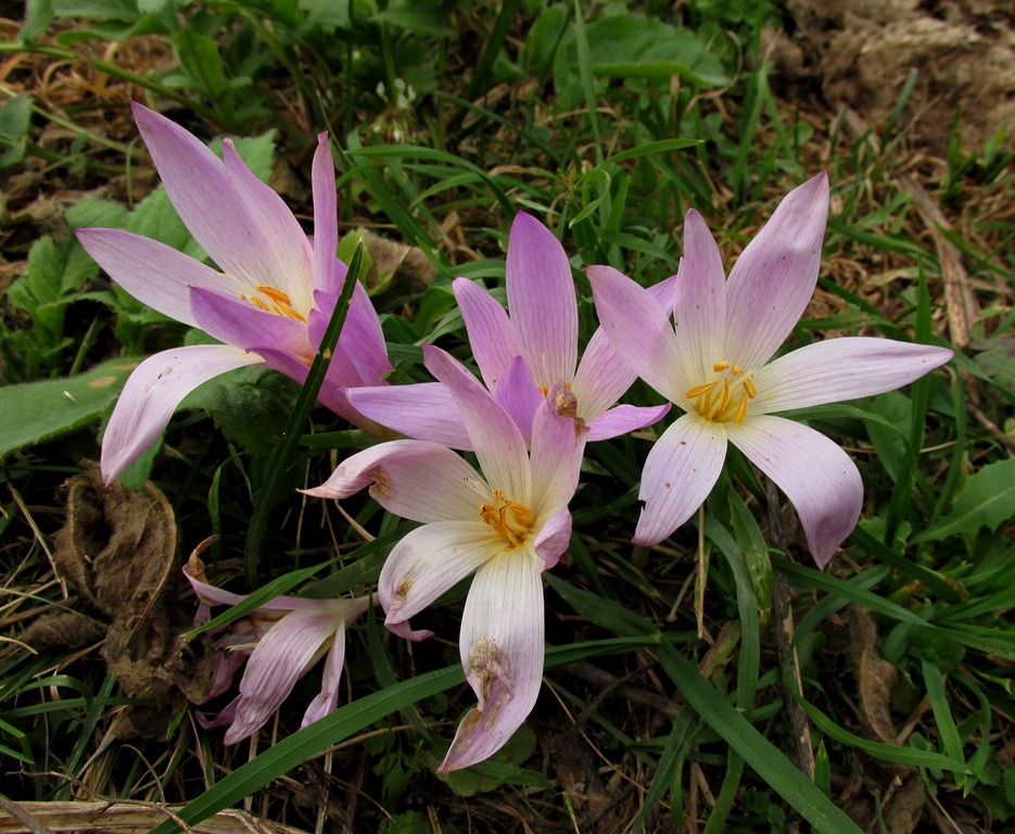 Image of Colchicum speciosum specimen.