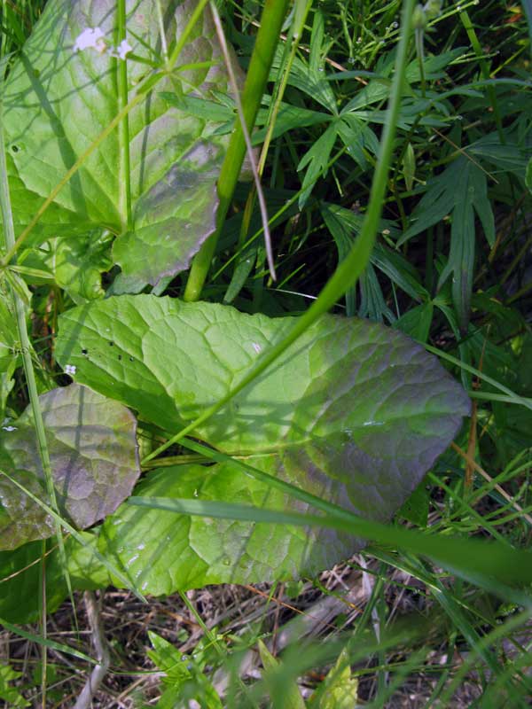 Image of Ligularia sibirica specimen.