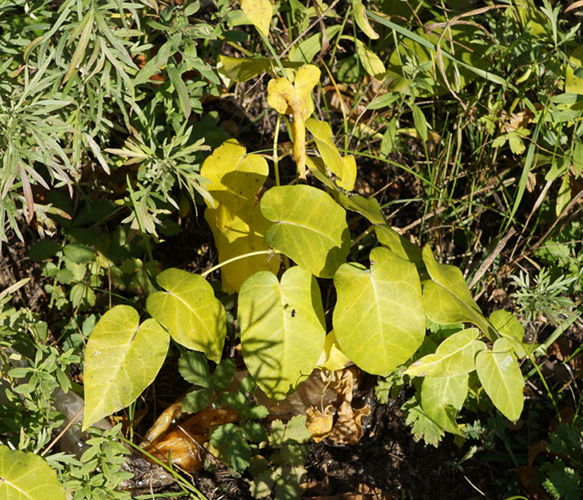 Image of Metaplexis japonica specimen.