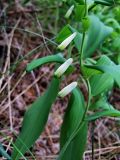 Polygonatum odoratum