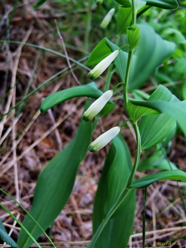 Image of Polygonatum odoratum specimen.