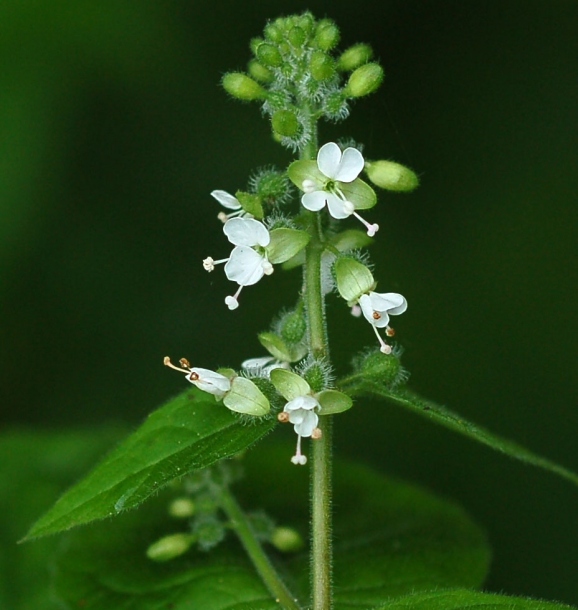 Изображение особи Circaea cordata.