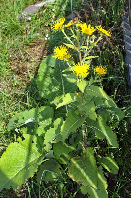 Изображение особи Inula helenium.