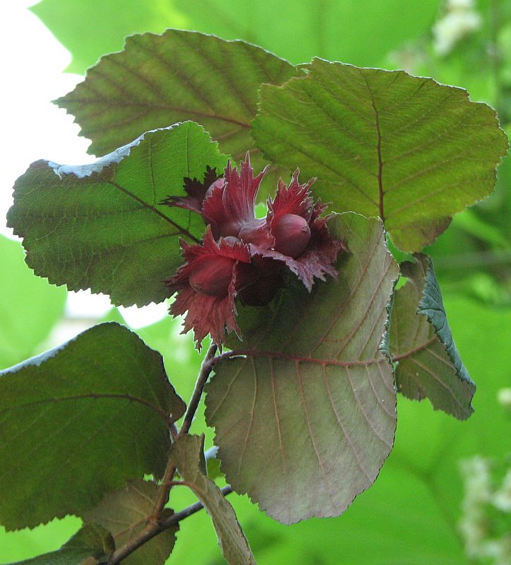 Изображение особи Corylus maxima.